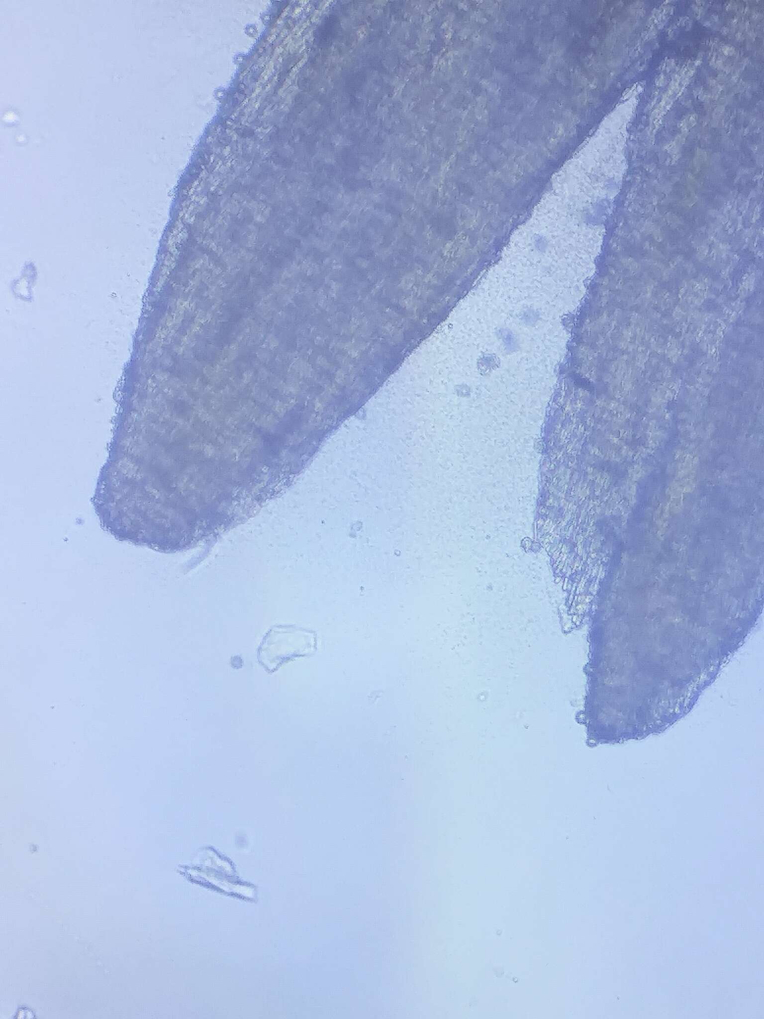 Tremellodendron merismatoides (Schwein.) Burt 1915 resmi