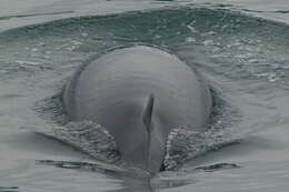 Image of Common Minke Whale