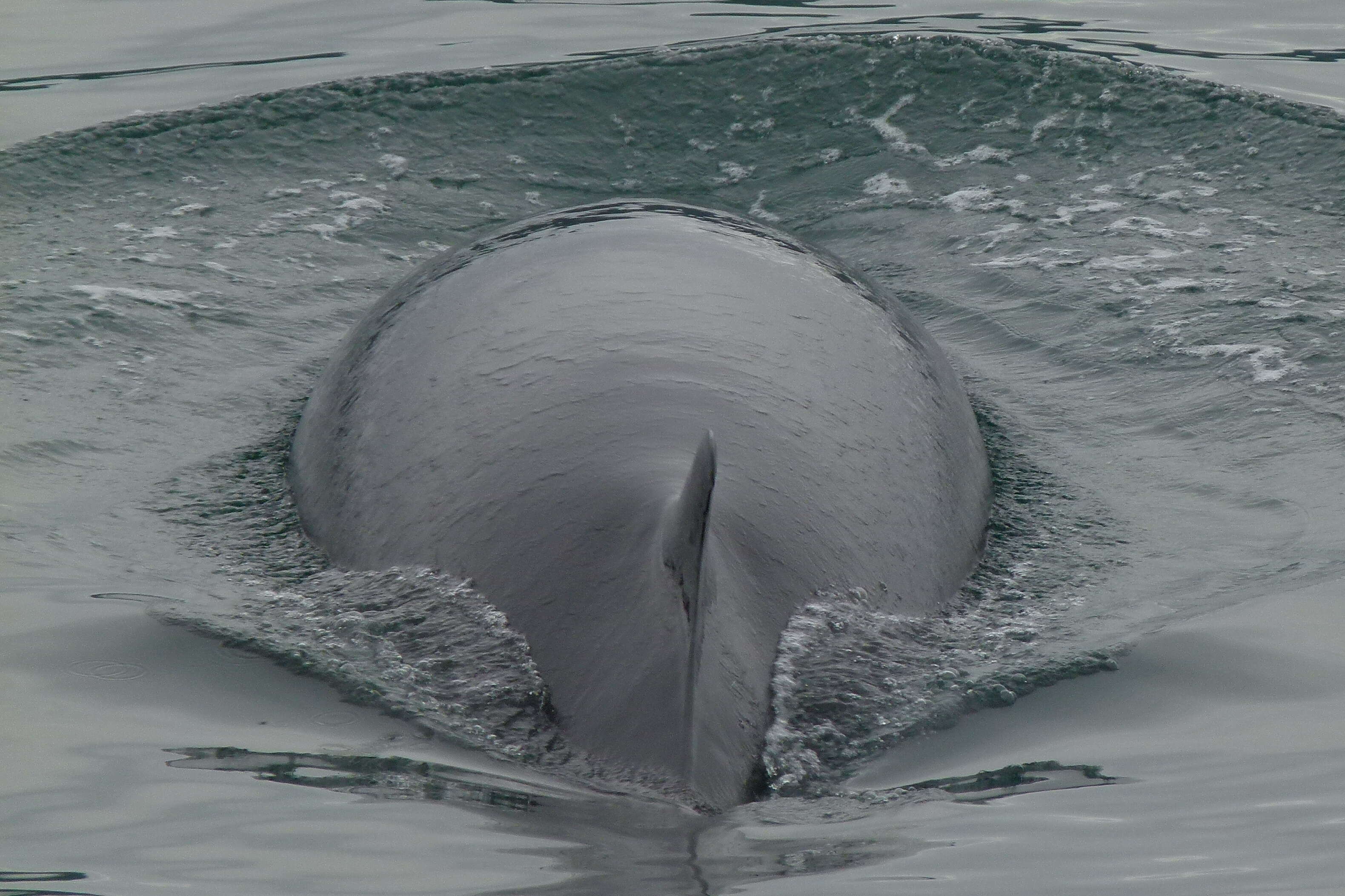 Image de Baleinoptère à museau pointu