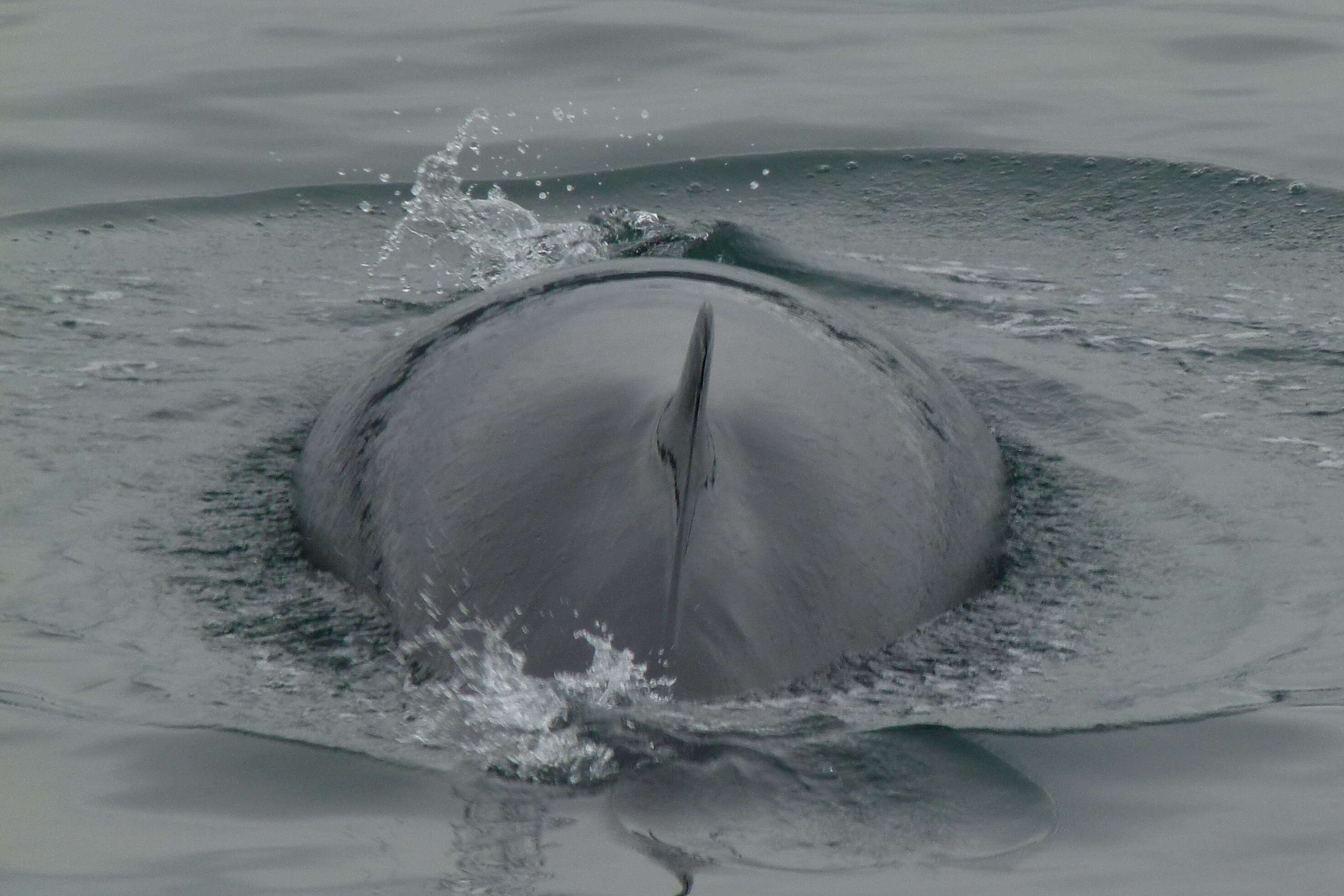 Image of Common Minke Whale