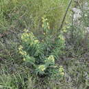 Plancia ëd Vincetoxicum hirundinaria subsp. adriaticum (G. Beck) Markgr.