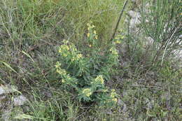 Image of Vincetoxicum hirundinaria subsp. adriaticum (G. Beck) Markgr.