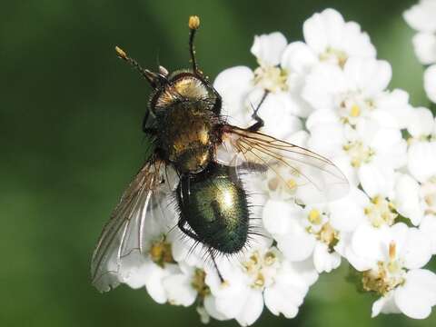 Image of Chrysosomopsis Townsend 1916