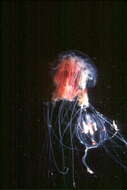 Image of Lion's Mane Jellyfish