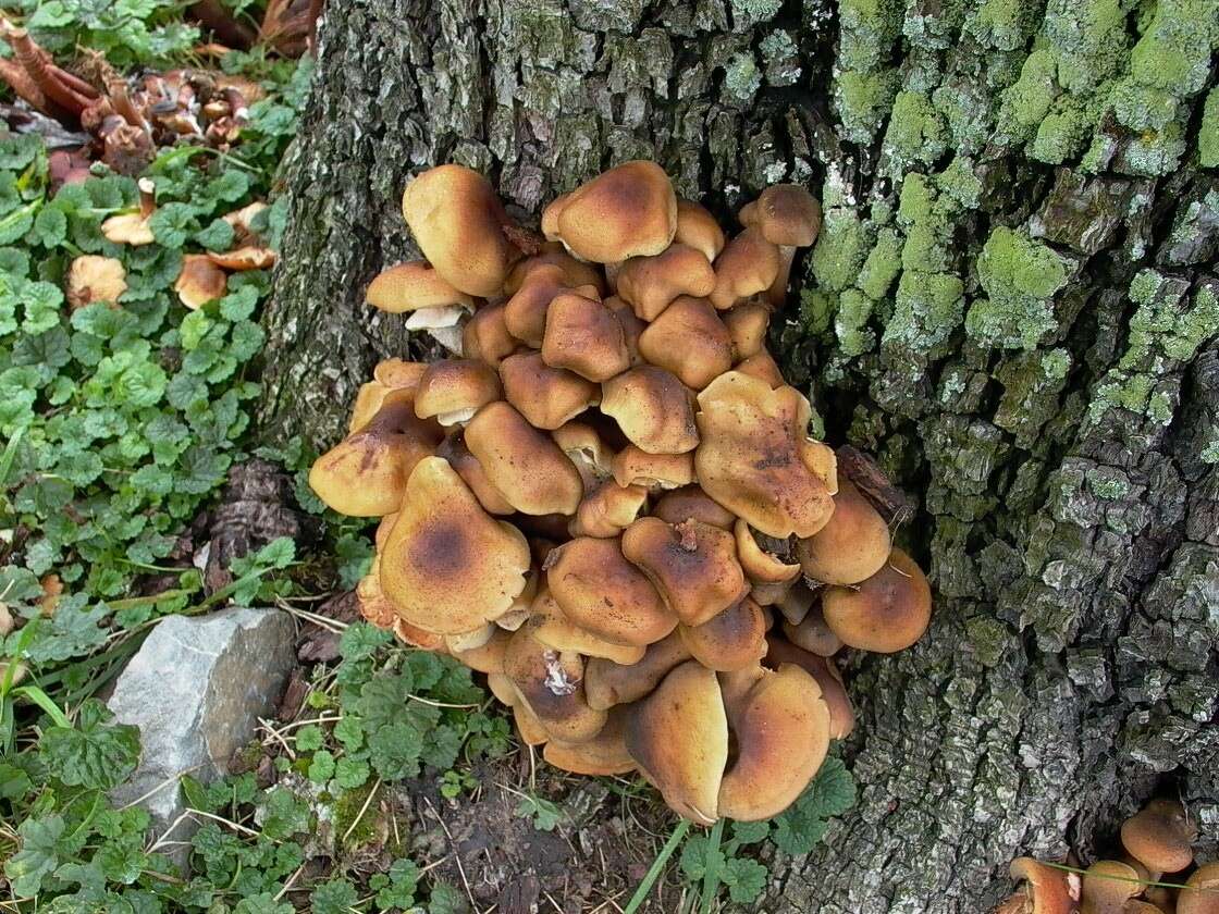 Image of Honey Fungus