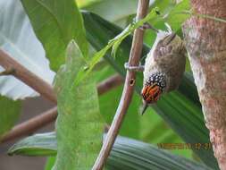 Image of Fine-barred Piculet