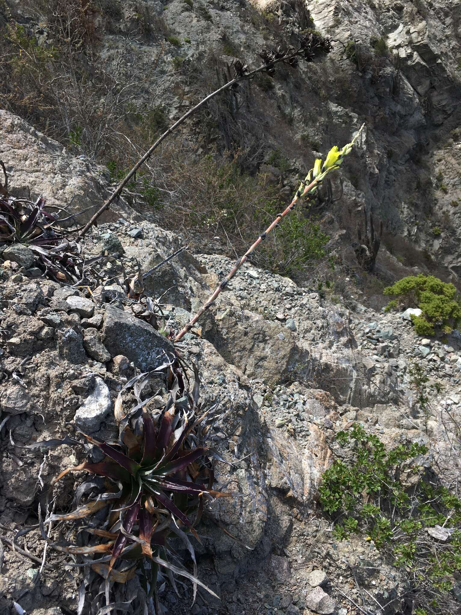 Image de Puya boliviensis Baker