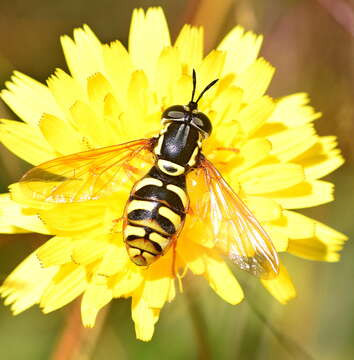 Image de Chrysotoxum verralli Collin 1940