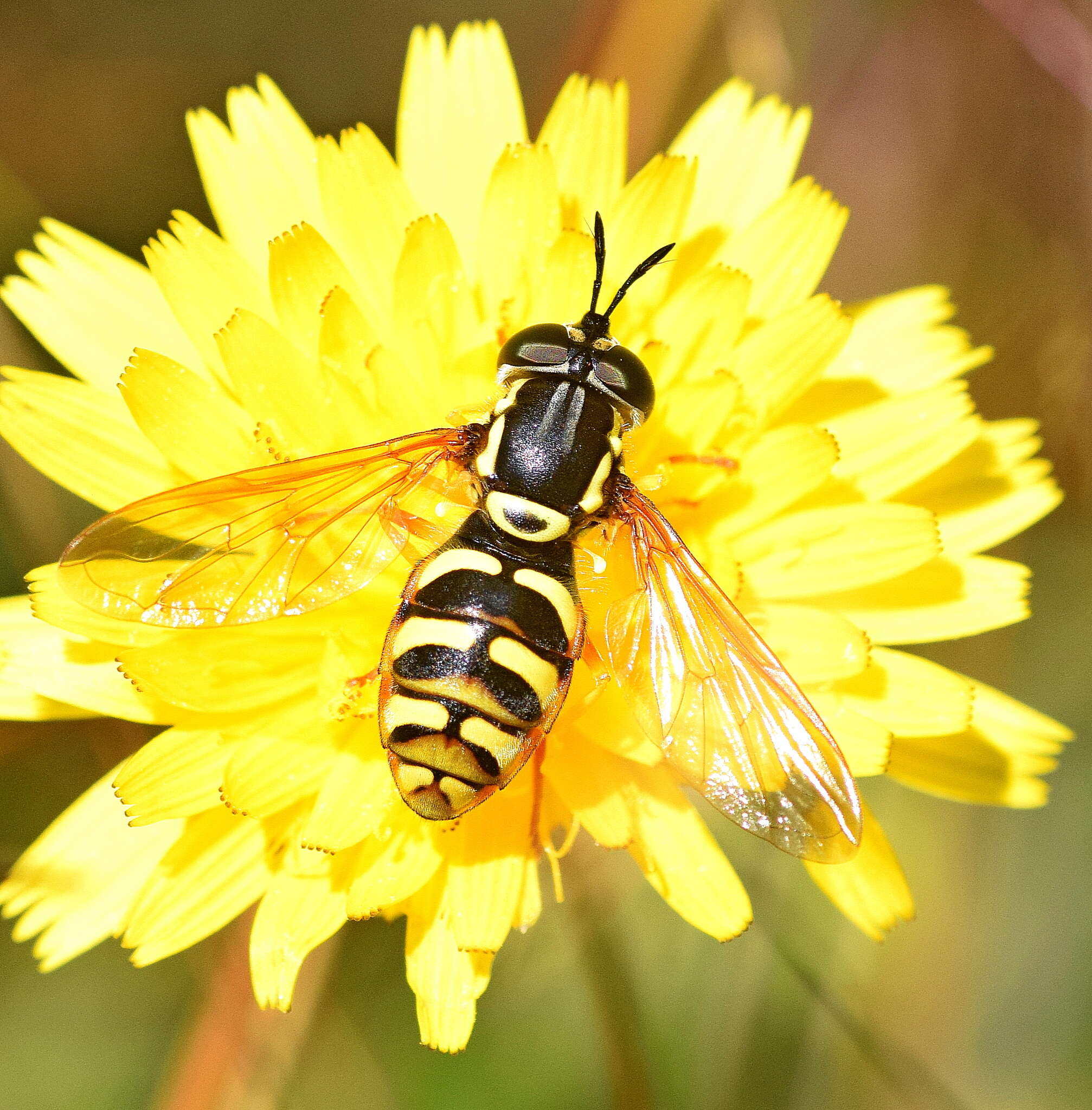 Image de Chrysotoxum verralli Collin 1940