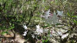 Image of mountain azalea