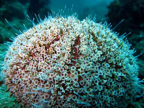 Image of Flower urchin