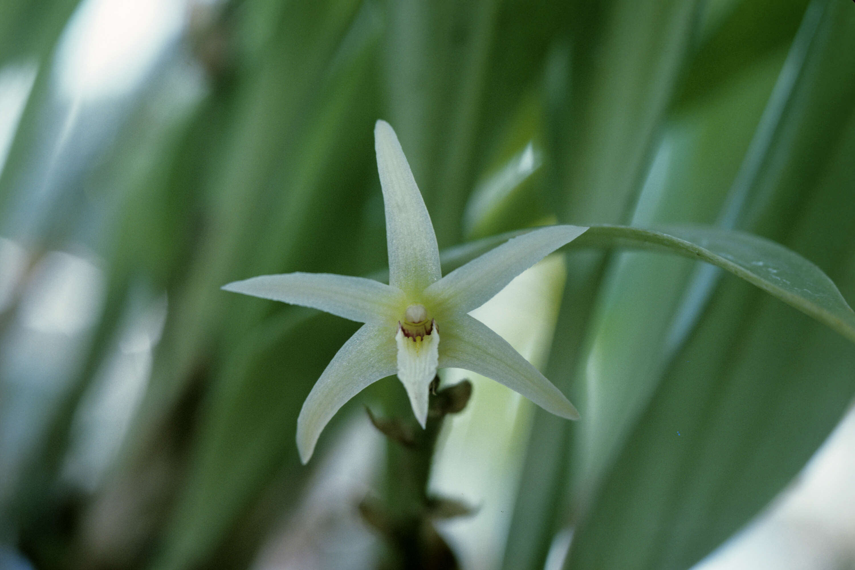 Image of Eria javanica (Sw.) Blume