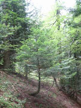 Image of Silver Fir