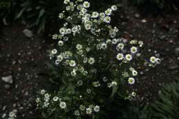 Image of eastern daisy fleabane