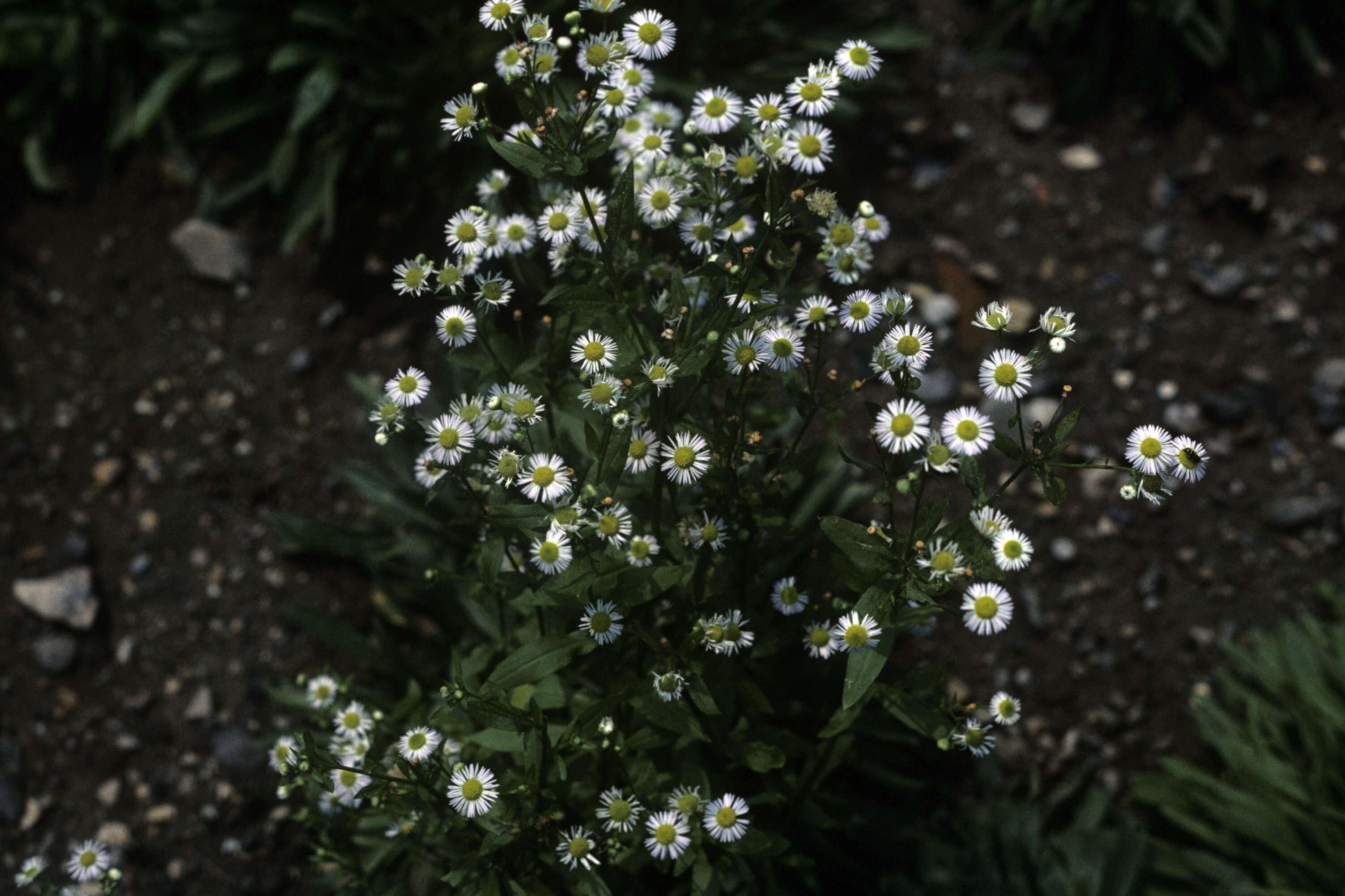 Image of eastern daisy fleabane