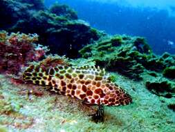 Image of Barred-chest Rock-cod