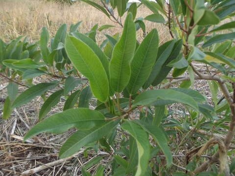 Image of Sapium lateriflorum Hemsl.