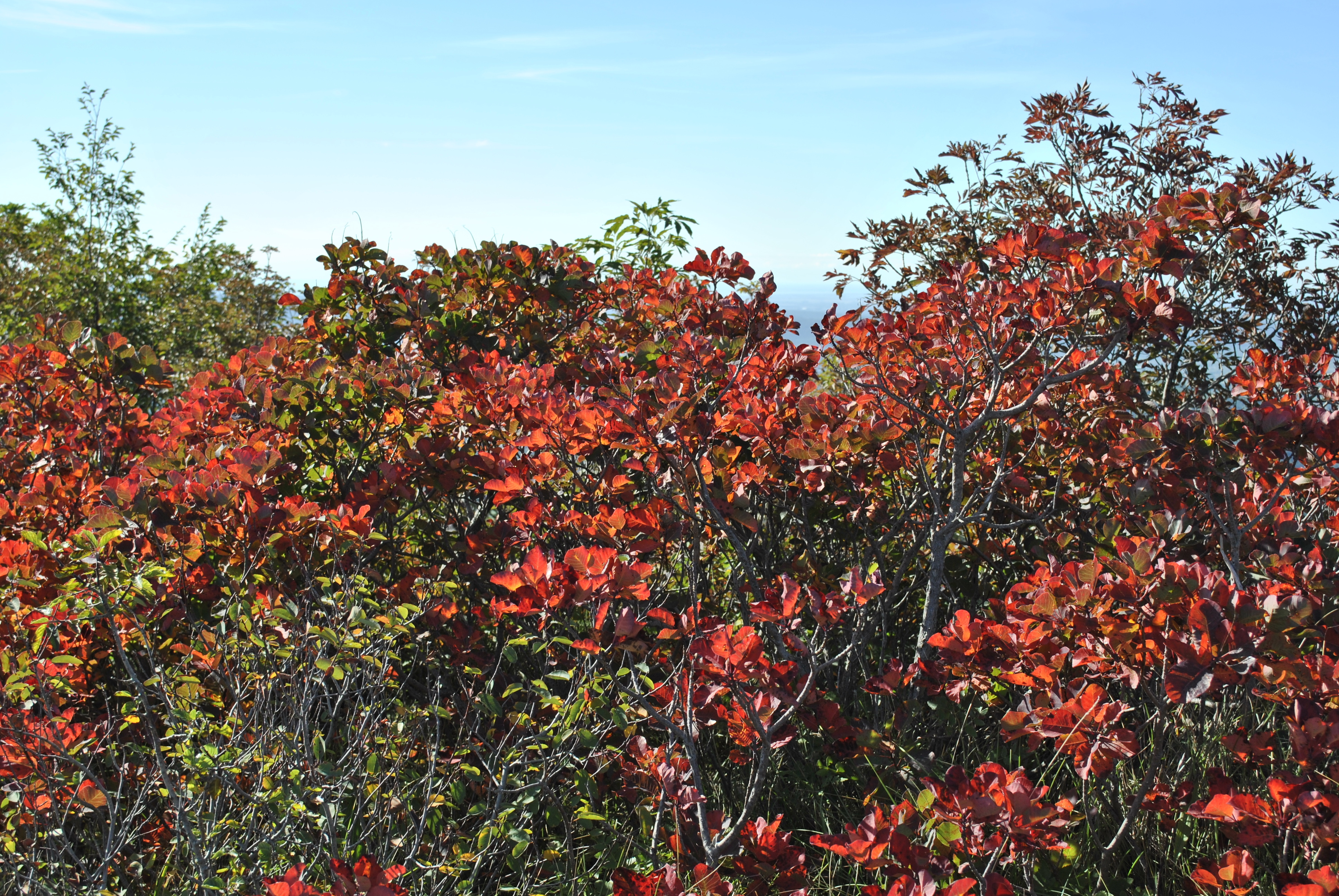 Cotinus coggygria (rights holder: T137)