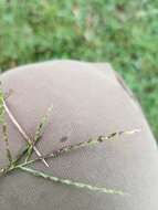 Image of red millet, smooth finger-grass