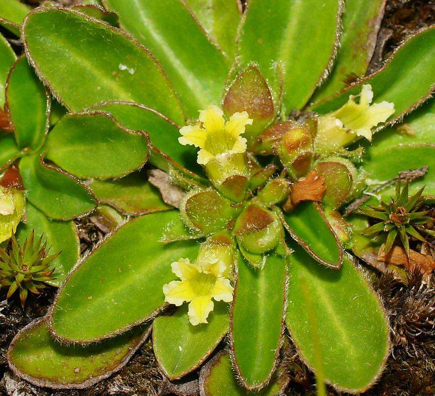 Goodenia montana resmi