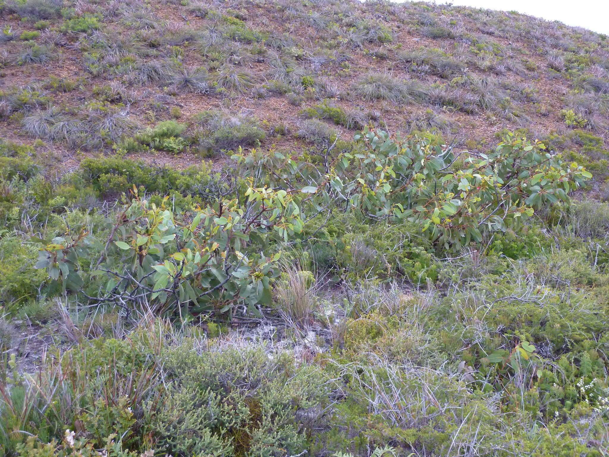 Image of Eucalyptus sweedmaniana Hopper & Mc Quoid