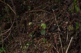 Image of Albany pitcher plant, Australian pitcher plant