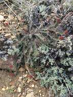 Image of ashgray Indian paintbrush