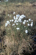 Image de Linaigrette dense