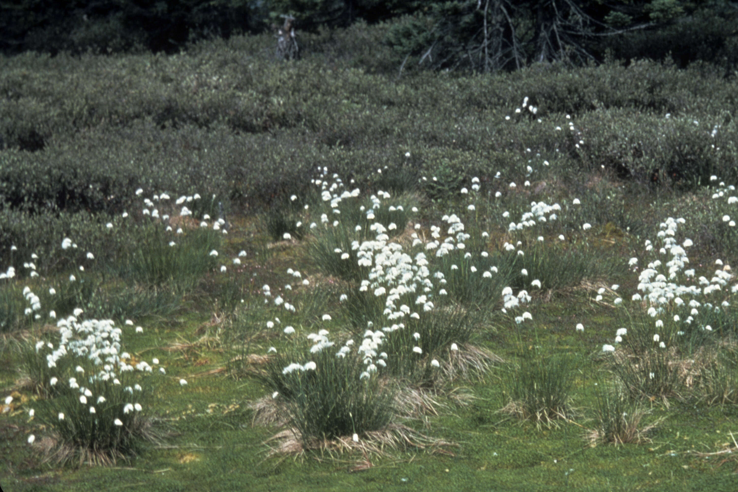 Image de Linaigrette dense