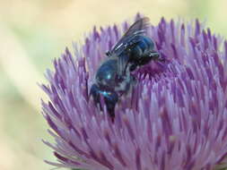 Osmia texana Cresson 1872的图像