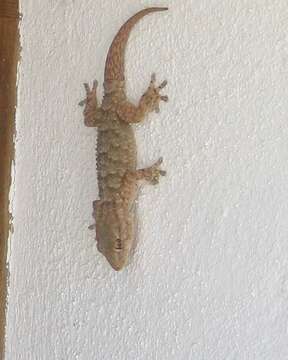 Image of Common Wall Gecko