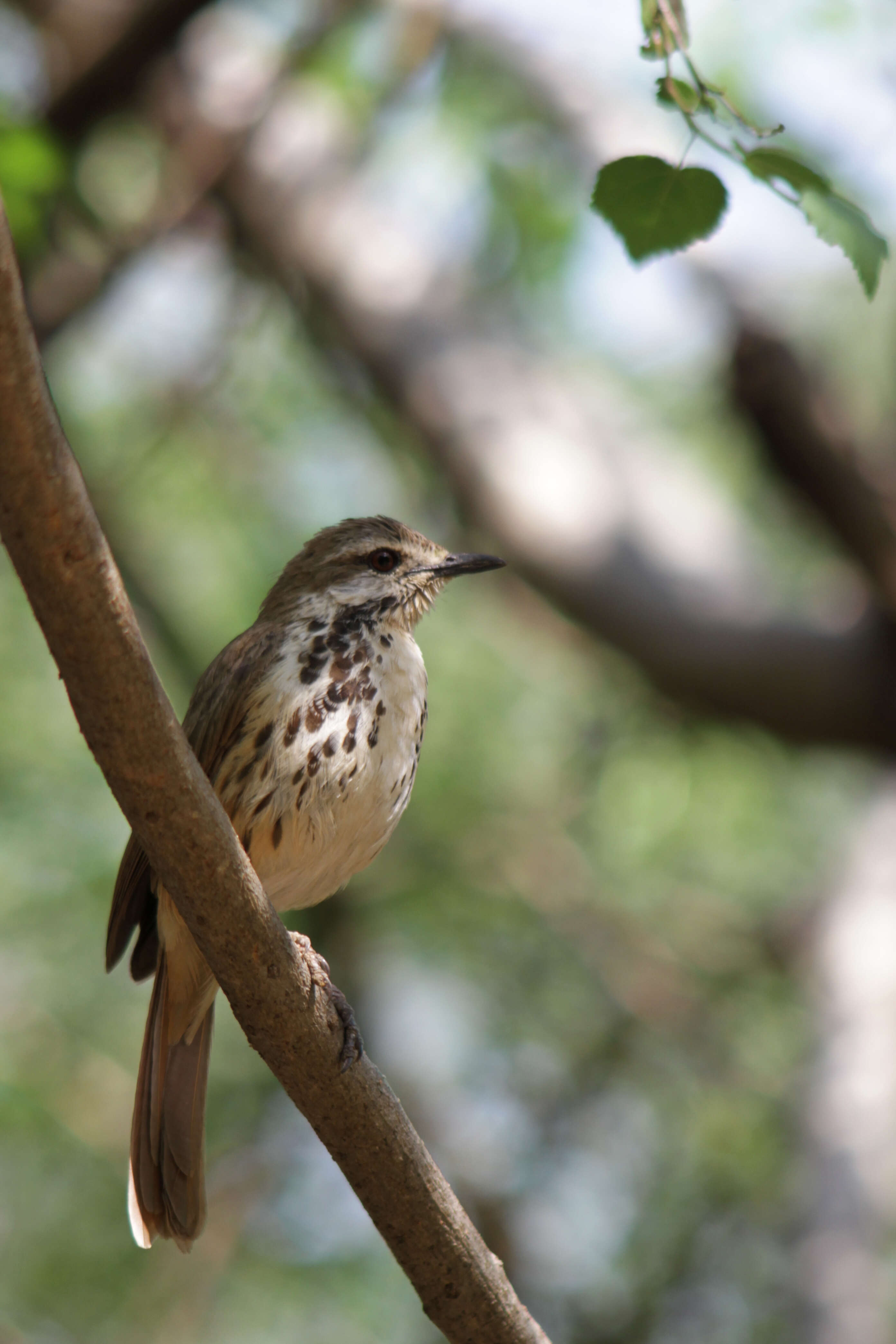 Image of Palm thrush