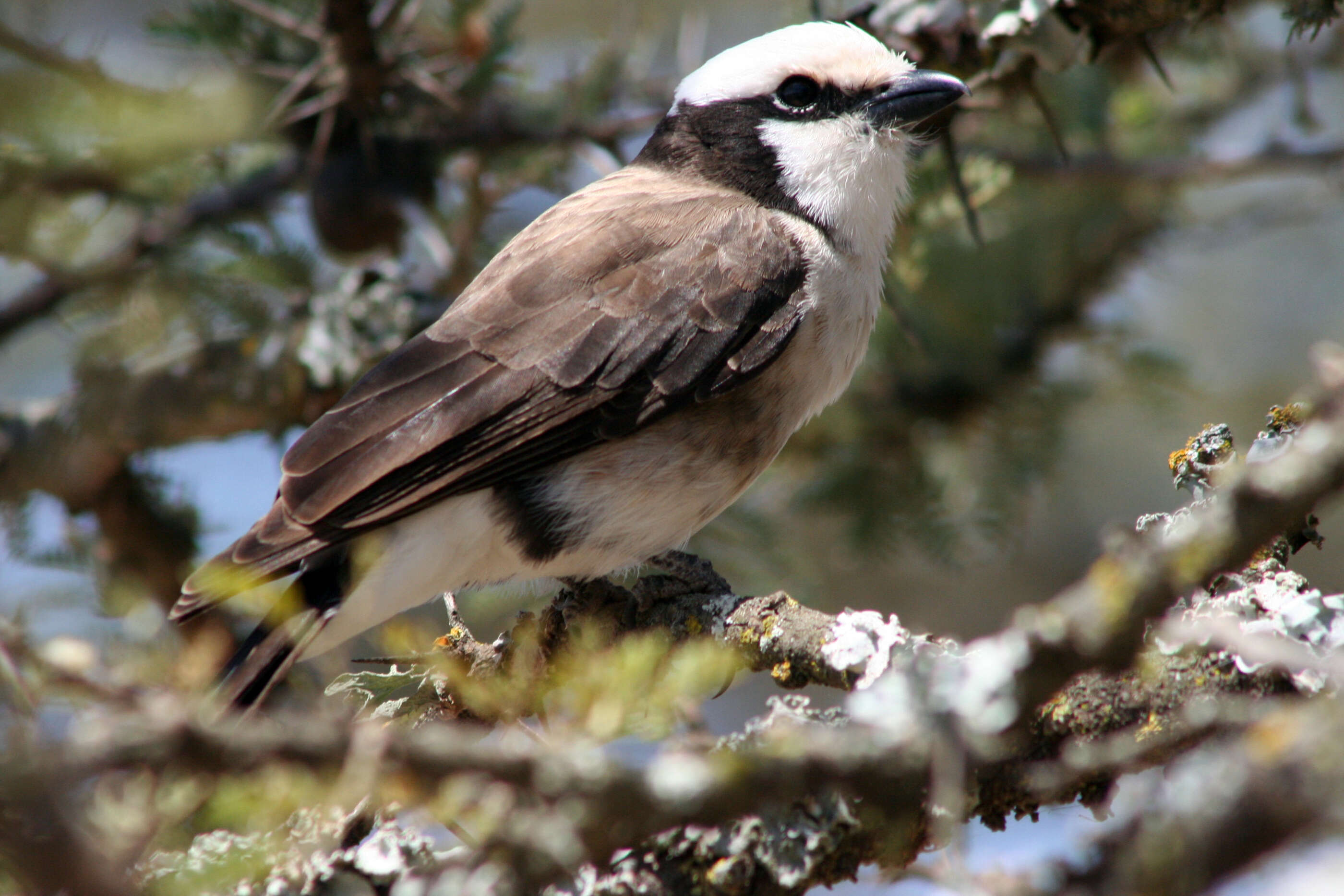 Image of Northern White-crowned Shrike