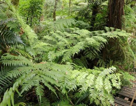 Image of Ptisana salicifolia (Schrad.) Senterre & Rouhan