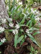 Image of Prosthechea fragrans (Sw.) W. E. Higgins