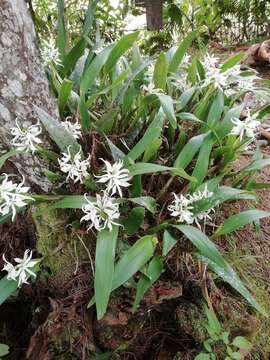 Image of Prosthechea fragrans (Sw.) W. E. Higgins