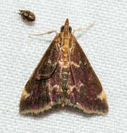 Image of Pyrausta inveterascalis Barnes & McDunnough 1918