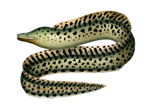 Image of Dark Moray