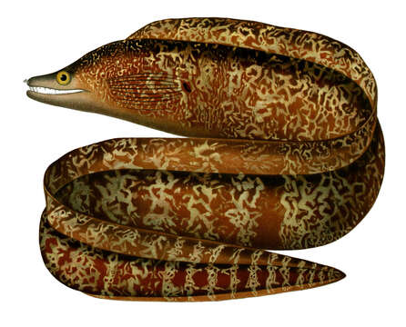 Image of Dark Moray