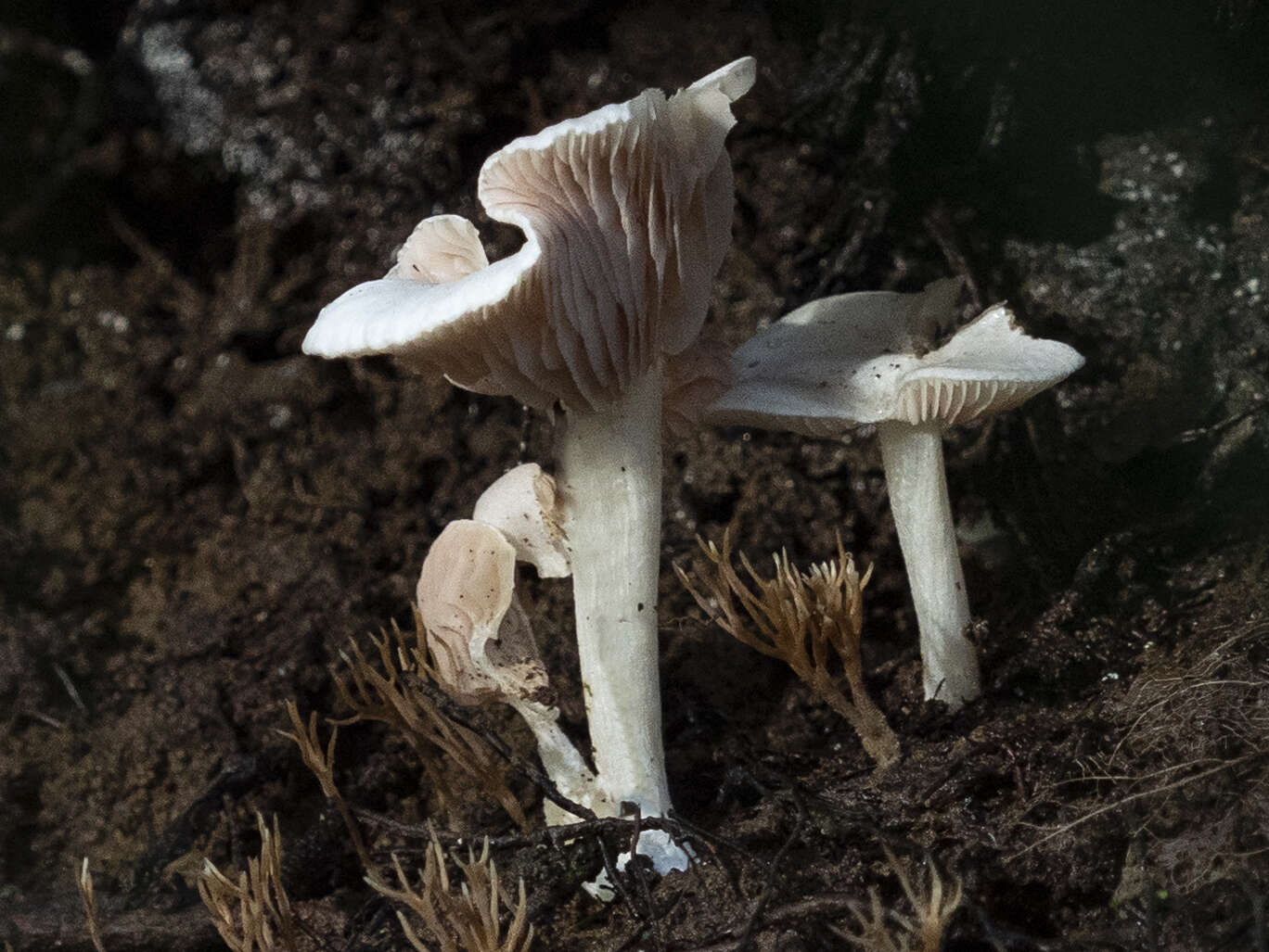 Image of Entoloma peralbidum E. Horak 1973