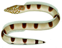 Image of Napoleon snake eel