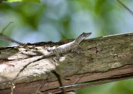 Imagem de Anolis angusticeps Hallowell 1856