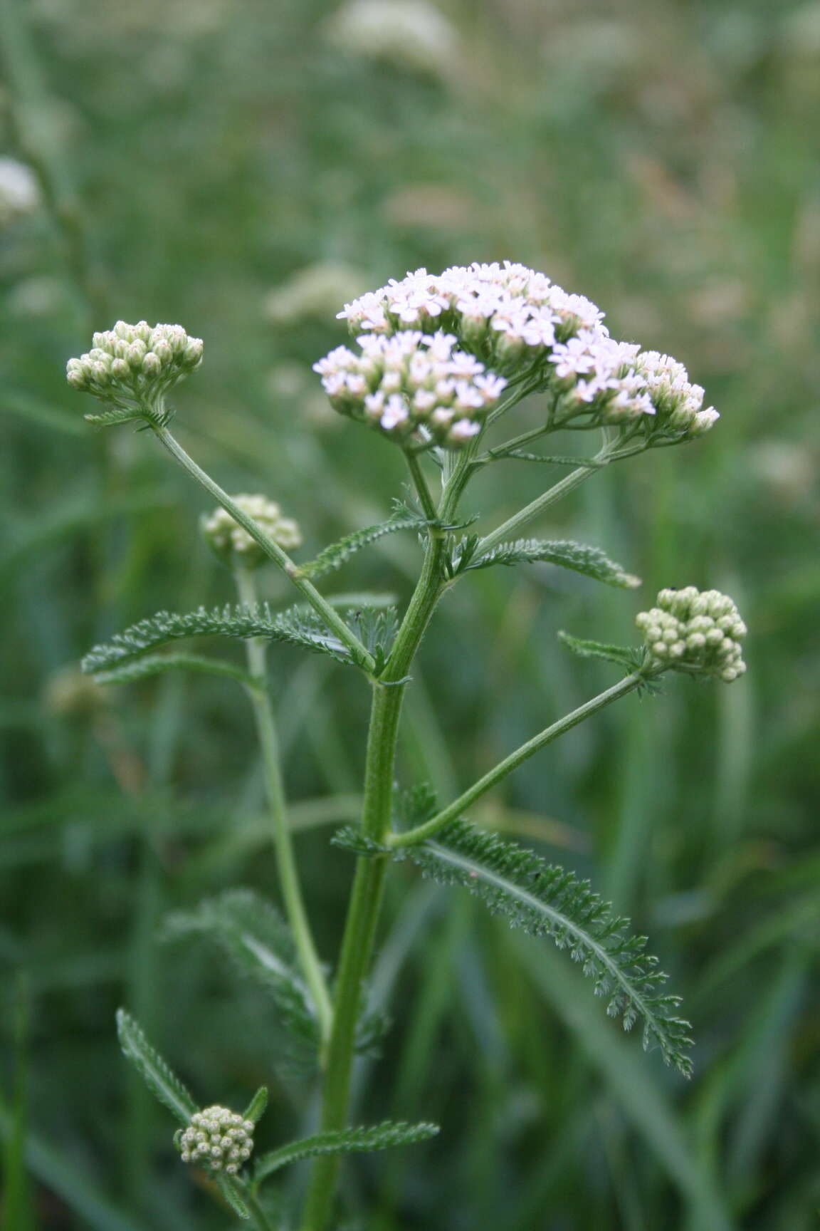 Image of Achillea inundata Kondrat.