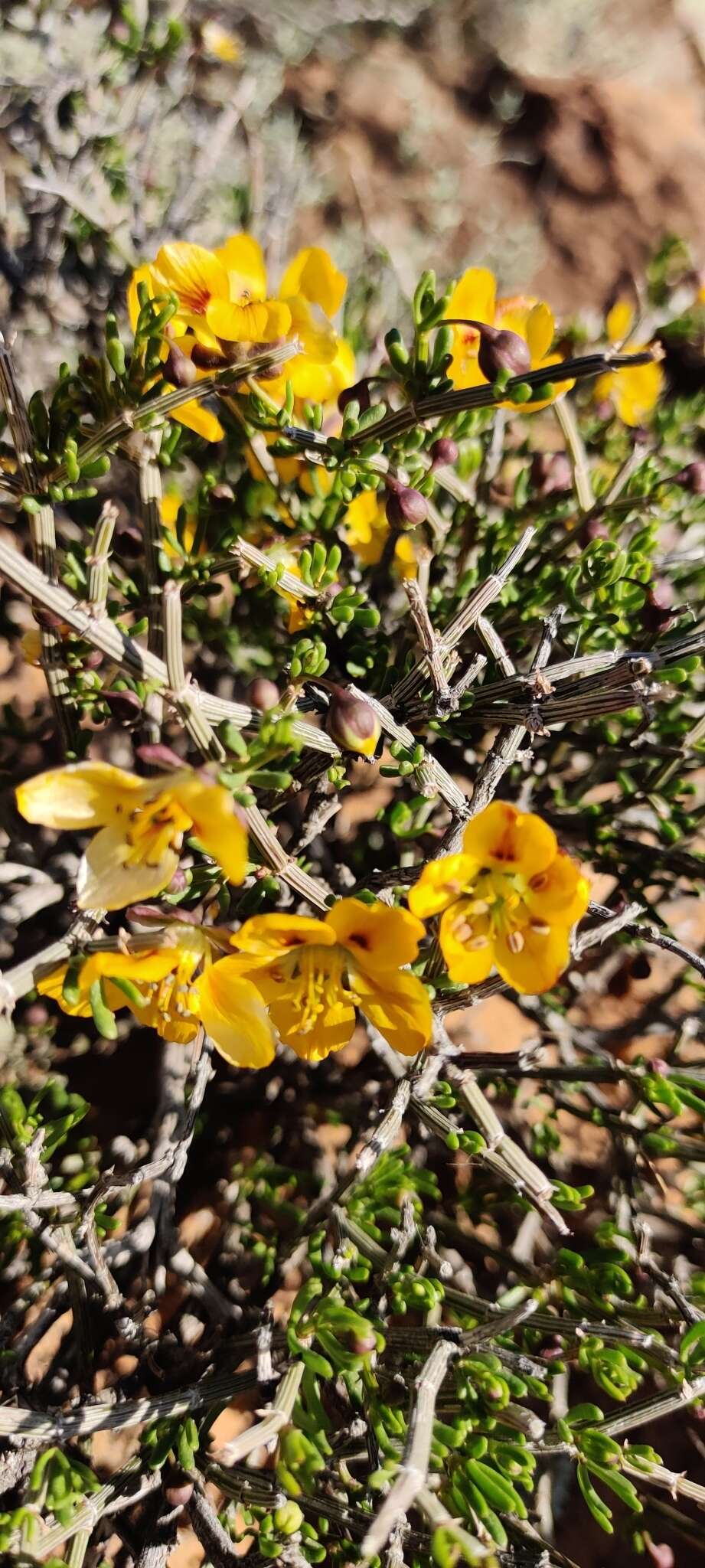 Image of Roepera maculata (Ait.) Beier & Thulin