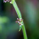 Image of Brazilian Vervain