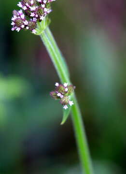 Image of Brazilian Vervain