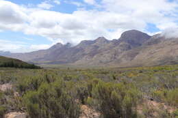 Psoralea velutina resmi