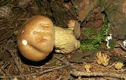 Imagem de Tylopilus felleus (Bull.) P. Karst. 1881