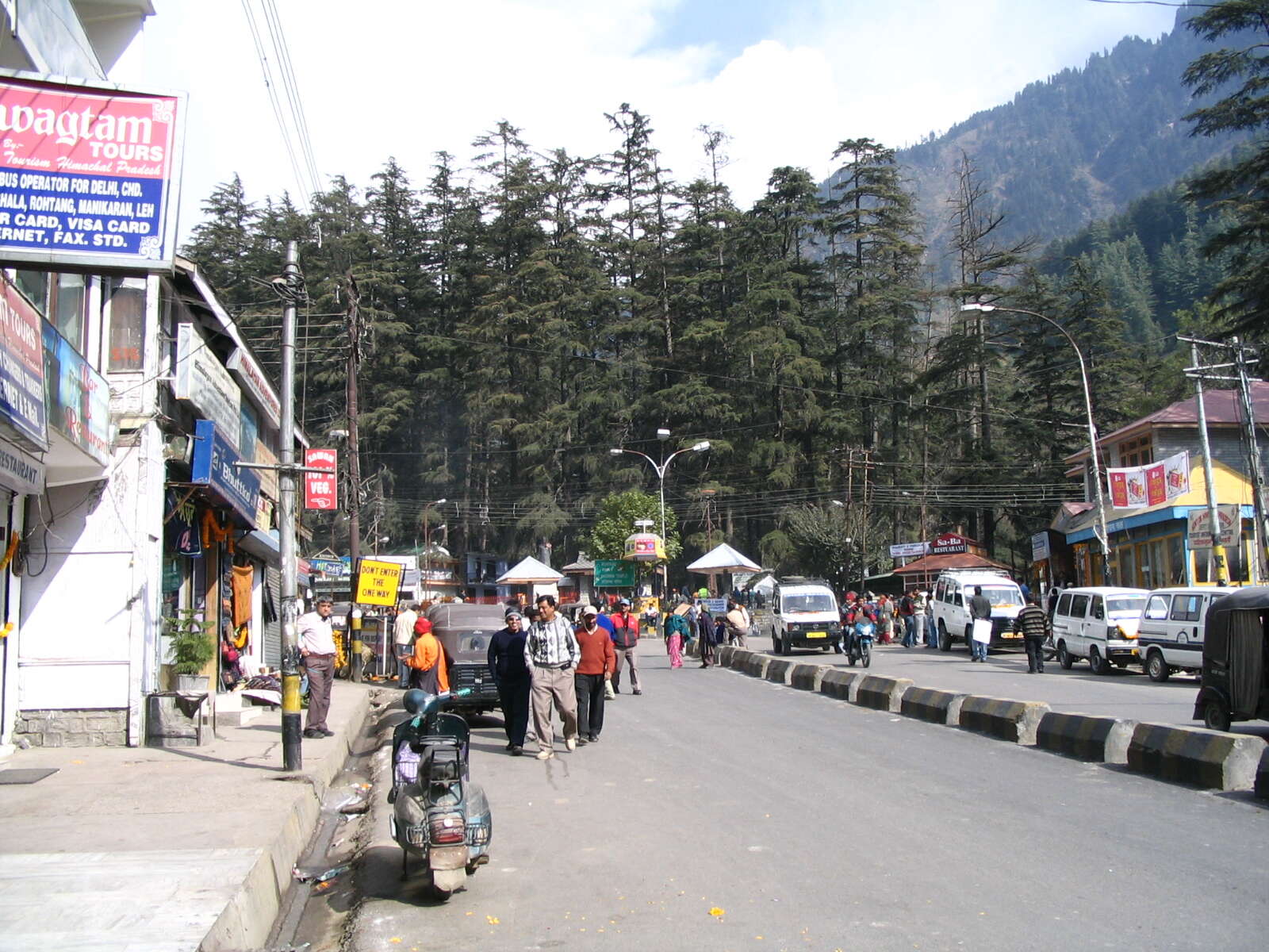 Image of Deodar cedar