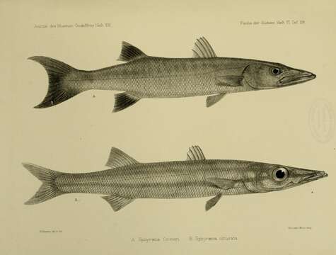 Image of Bigeye barracuda